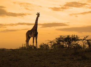 Giraffa in nature
