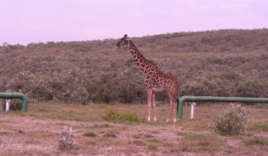 Giraffa in nature